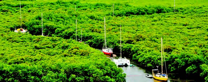 Trou à cyclone de Port Laguerre, protection dans la mangrove. © E. Colombin